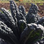 NATURORGANIC