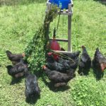 Granja El Motilon