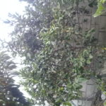 Granja ecológica Humayacu