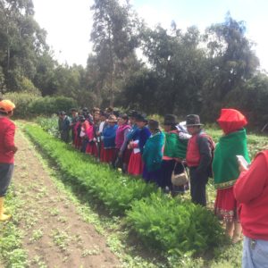 La Alegría finca orgánica