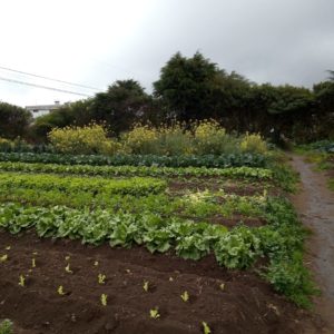 La Alegría finca orgánica