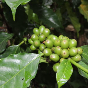 ASOPROCOFFEE