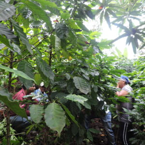 ASOPROCOFFEE