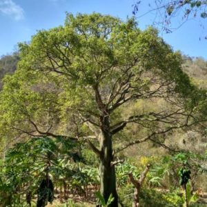 Tierra BellBaum y Agroturismo Rancho Mila