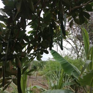 Cocosolo restaurante