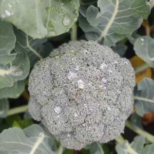 GRANJA AGROECOLOGICA INESITA