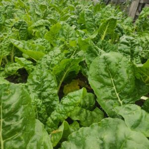 GRANJA AGROECOLOGICA INESITA